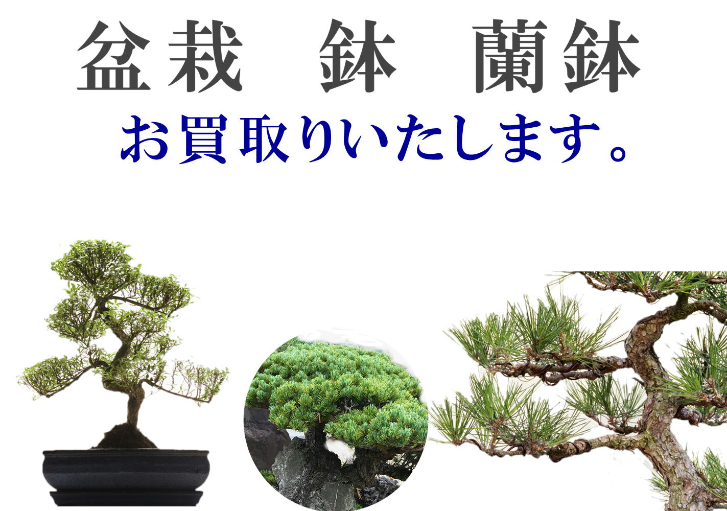 盆栽　鉢　蘭鉢　お買取りいたします。